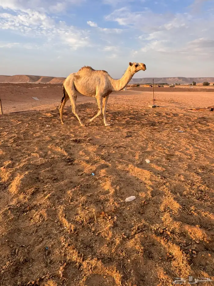 بكره جذعه شقحا باتليه 3