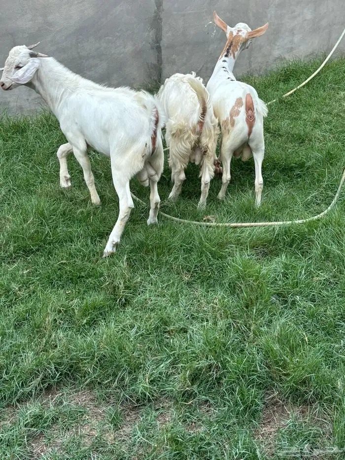 ذبايح تيوس بيشية شحم ولحم جملة و تفريد ( تم البيع ) 0