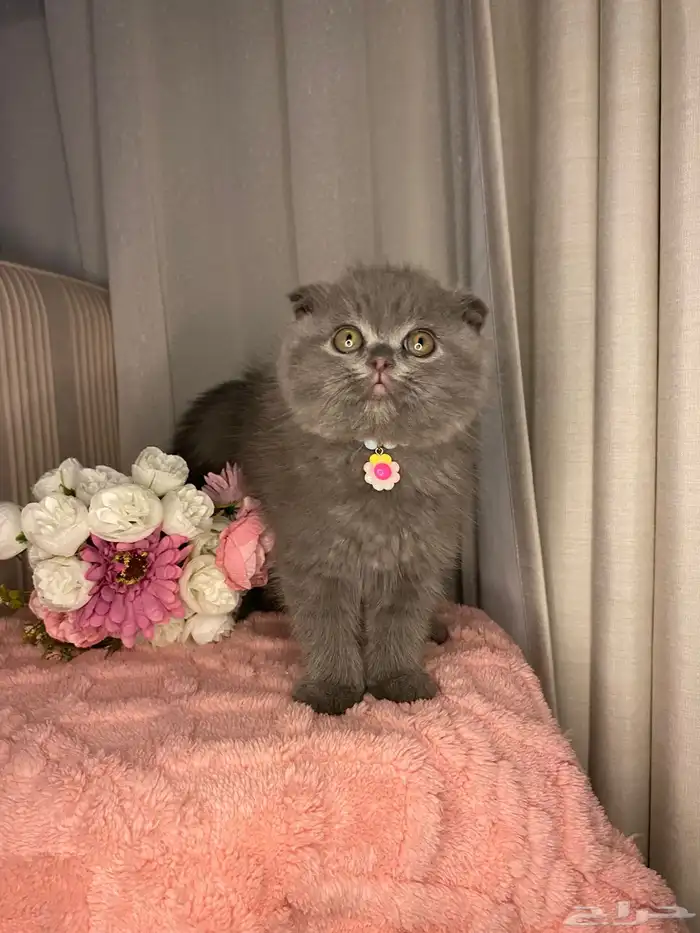 ذكر سكوتش تربل فولد للبيع 1