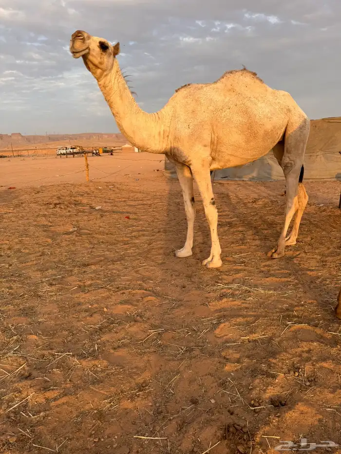 بكره جذعه شقحا باتليه 2