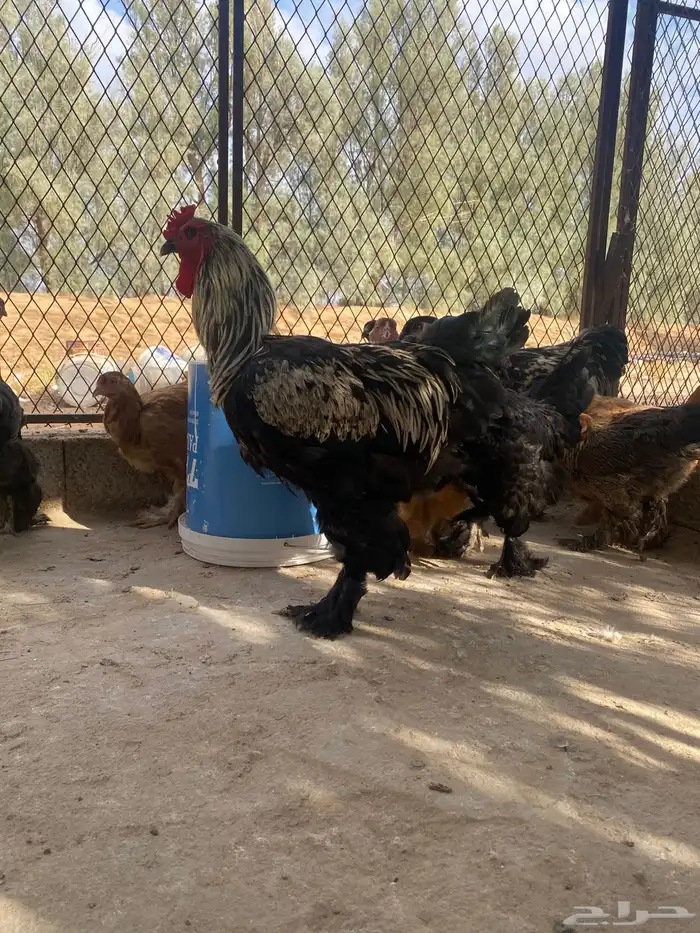 دجاج براهما وسبرايت 19