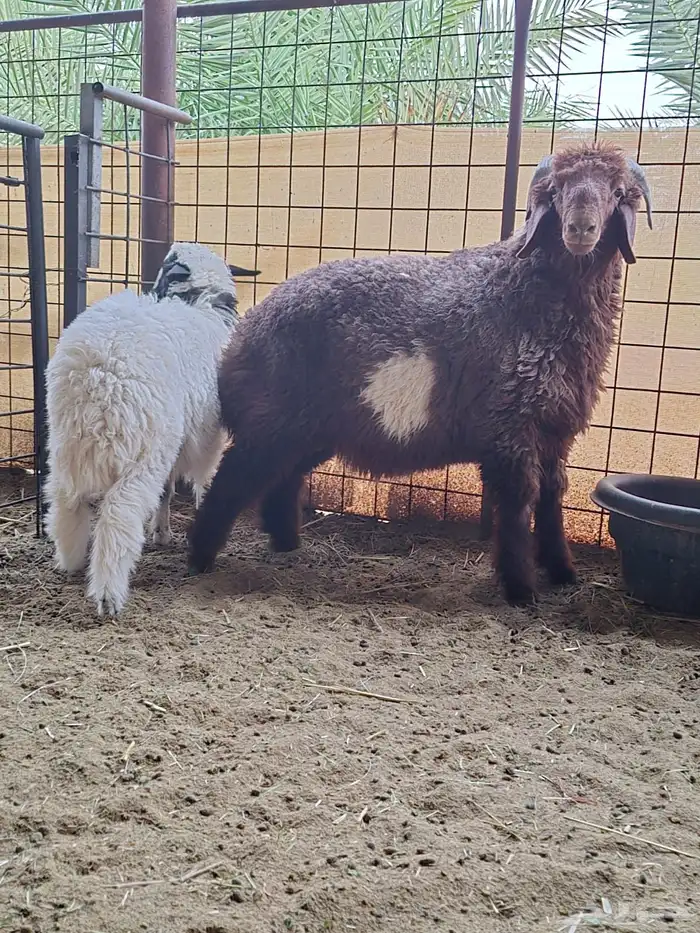 نعيمي وحري 0