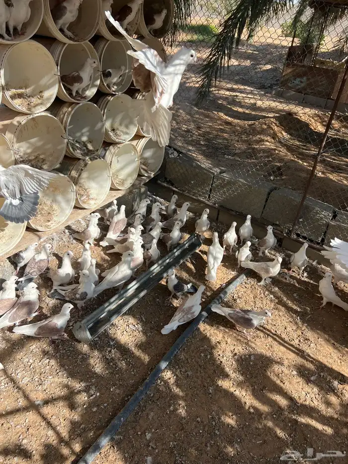 حمام حب الرمان منتج 5