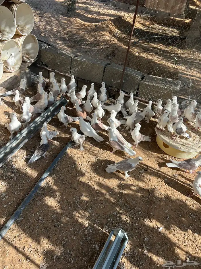 حمام حب الرمان منتج 0