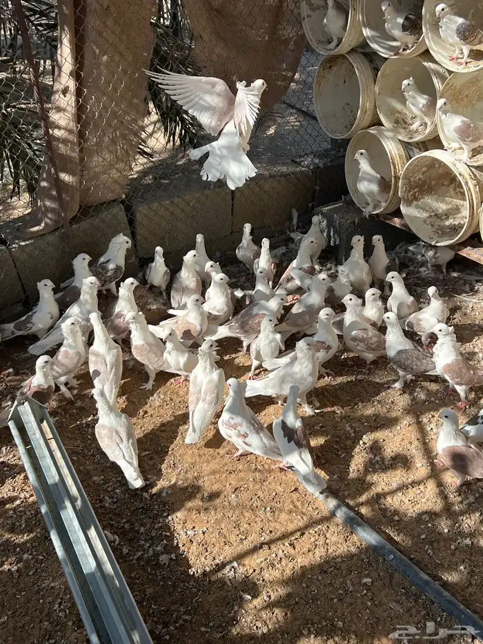 حمام حب الرمان منتج 9