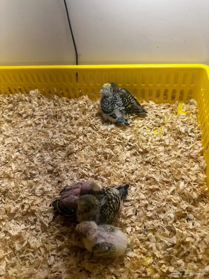 اربع ازواج بادجي منتجه مكينه انتاج و فروخ بادجي (تمم البيع) 12