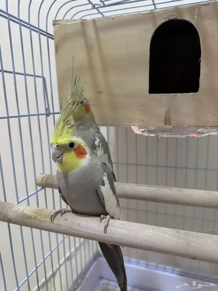 زوجين كروان للبيع 1