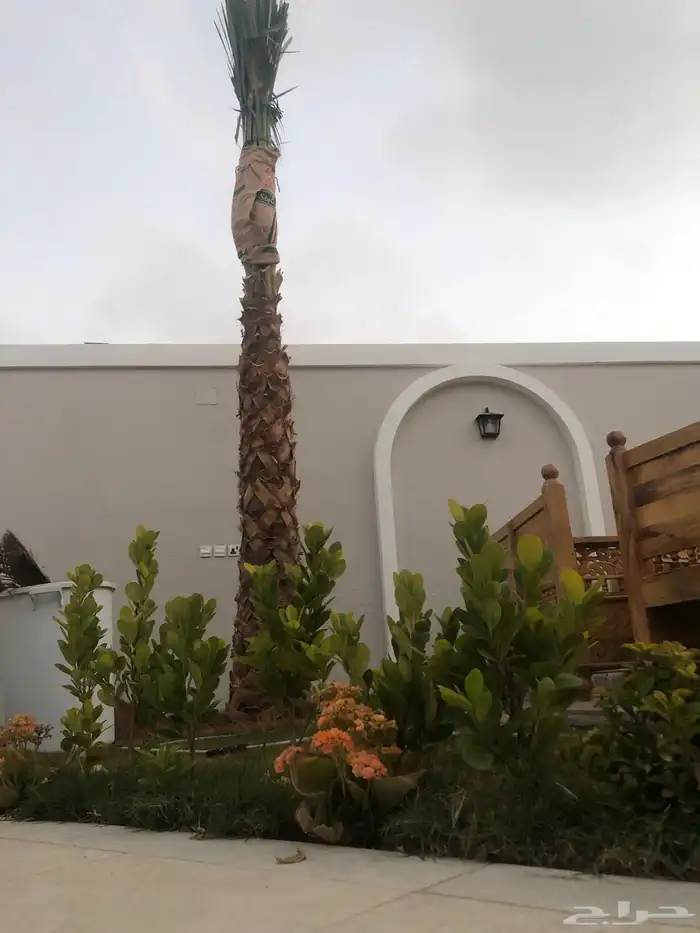 نخيل امريكي زينه نخيل واشنطنيا زينه 12