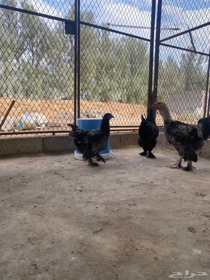 دجاج براهما وسبرايت 17