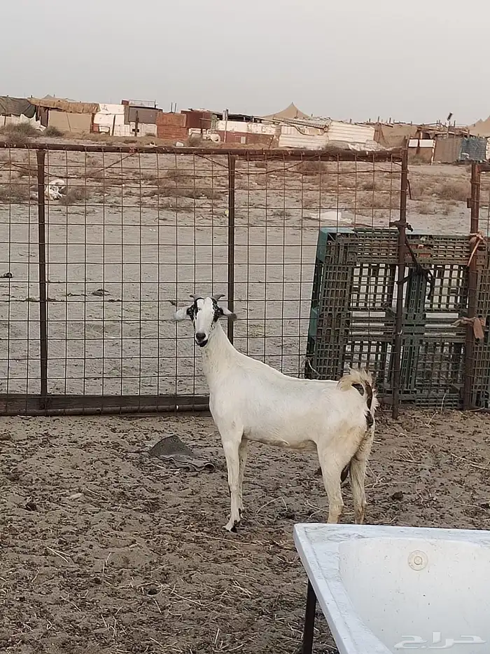 ماعز للبيع 2