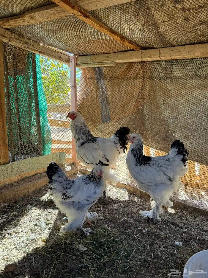 متوفر بيض براهما الماني قولد و ابيض و كلومبي كونيك مخصب 1