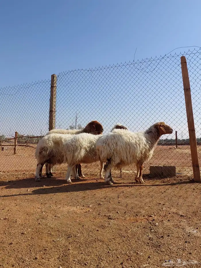 شياه مقاني 1