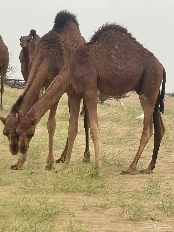 قعود للبيع عمر 7شهور 1