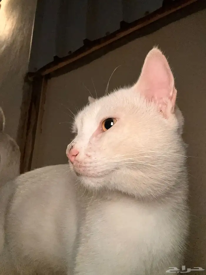 قط للتبني ذكر اليف 0