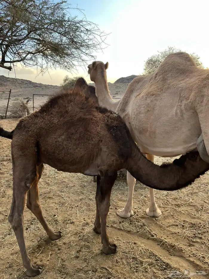 قعود عمره ثمانية شهور على الحليب 0