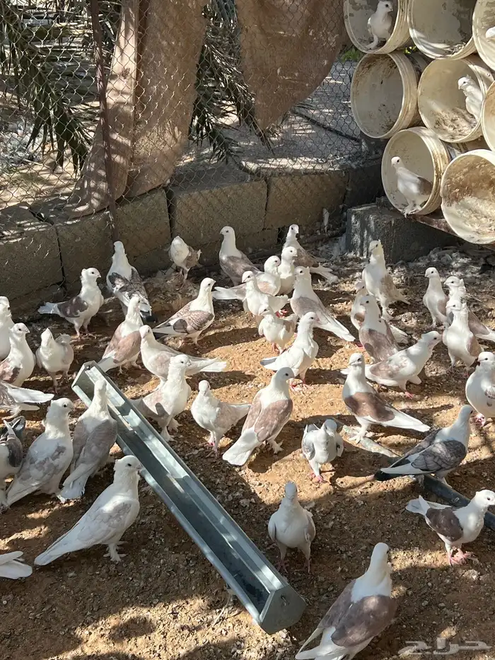 حمام حب الرمان منتج 17