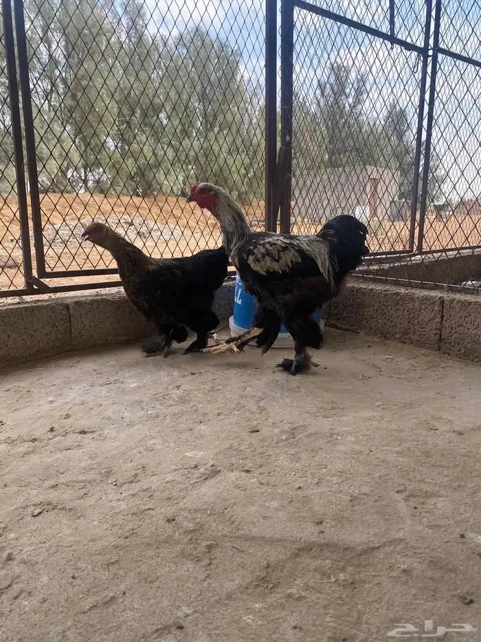 دجاج براهما وسبرايت 8