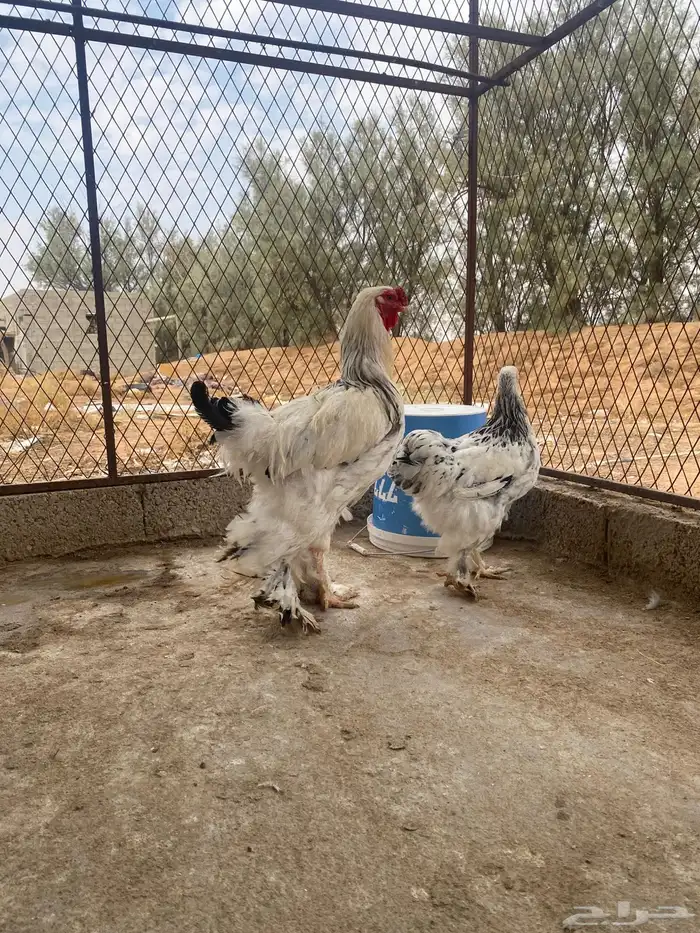 دجاج براهما وسبرايت 1