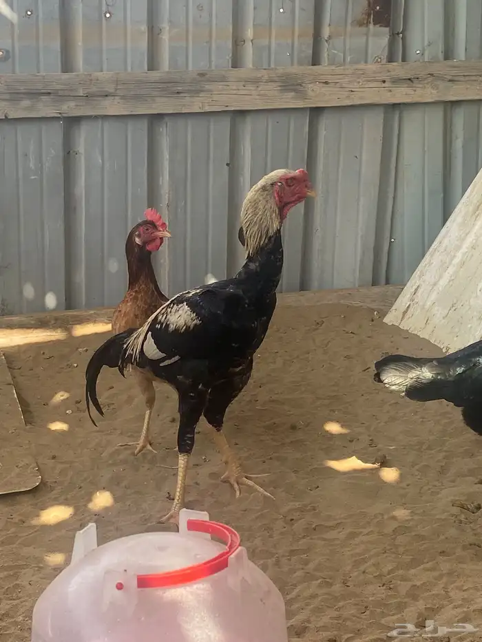 دجاج باكستاني 2