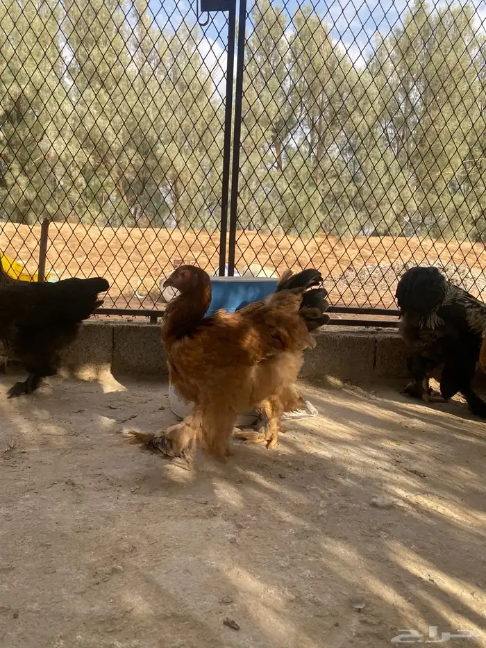 دجاج براهما وسبرايت 21