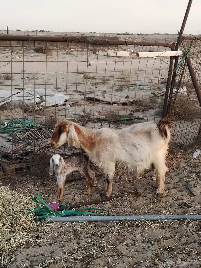 ماعز للبيع 3