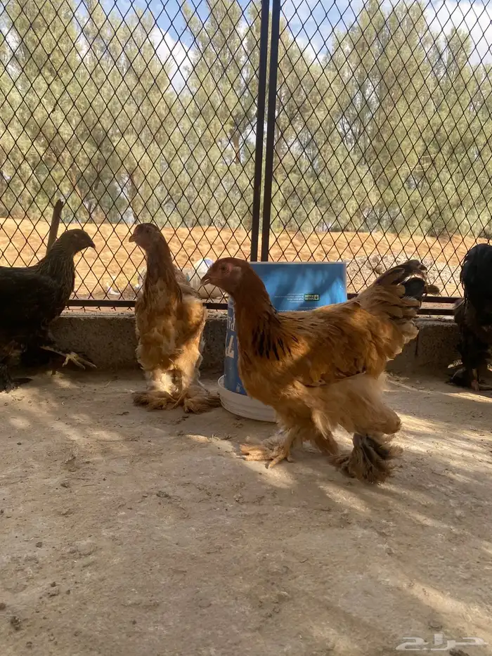 دجاج براهما وسبرايت 22