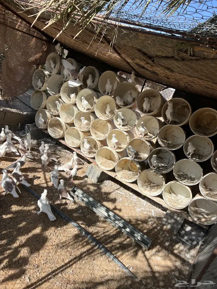 حمام حب الرمان منتج 16