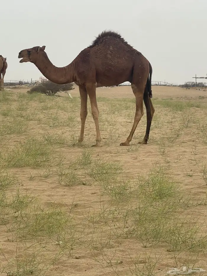 قعود للبيع عمر 7شهور 0