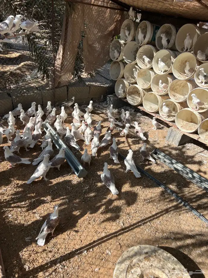 حمام حب الرمان منتج 15