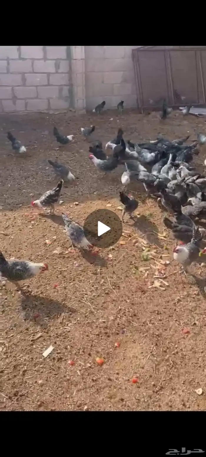 صيصان فيومي سوبر جاميوا للبيع 1