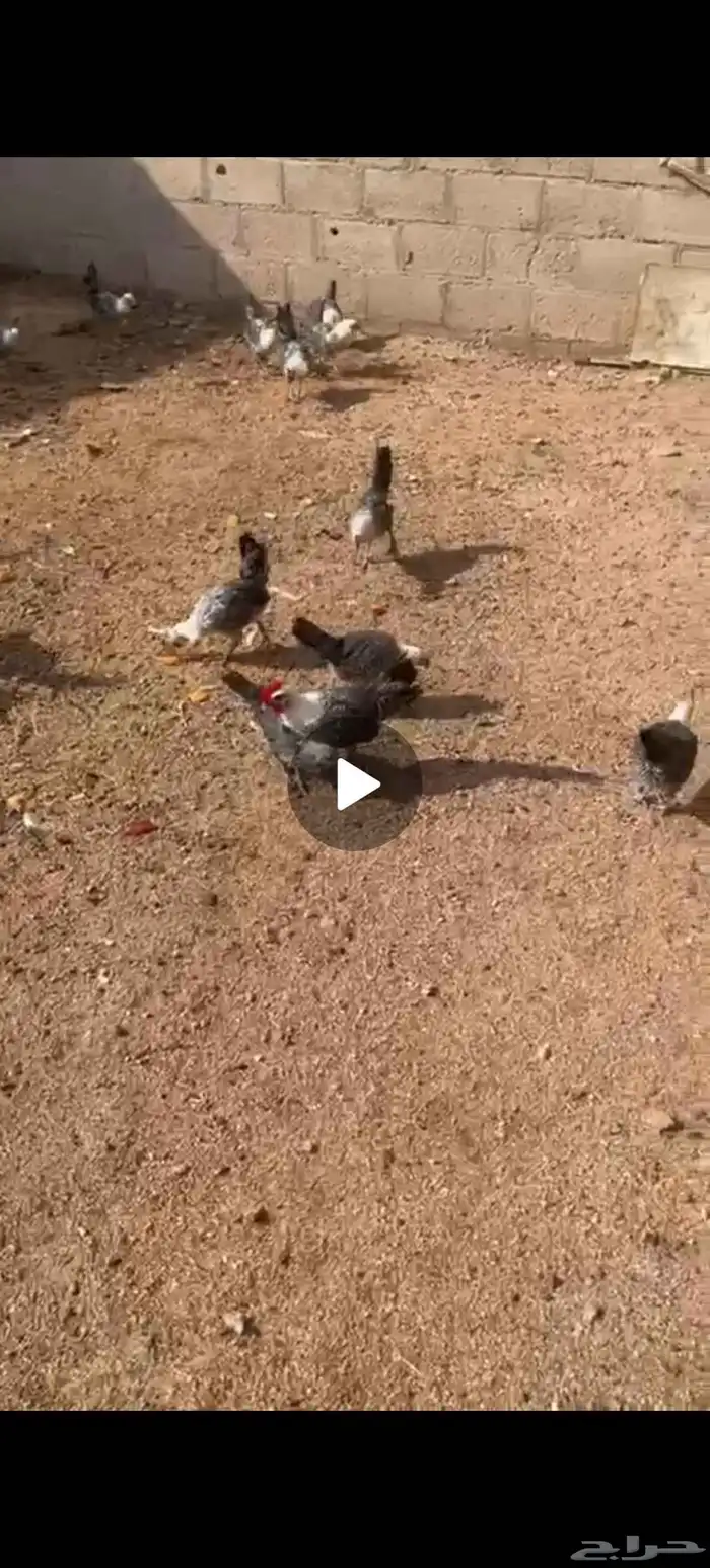 صيصان فيومي سوبر جاميوا للبيع 0