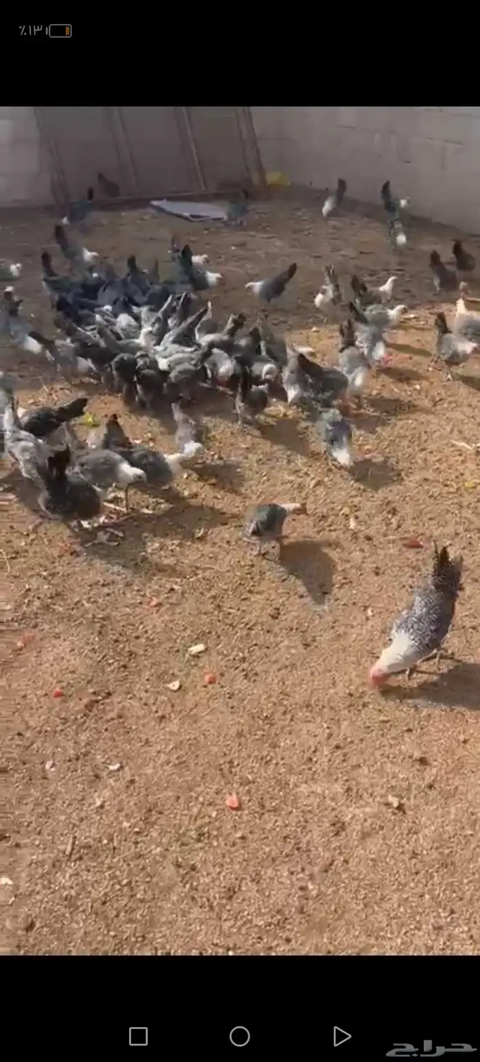 صيصان فيومي سوبر جاميوا للبيع 2