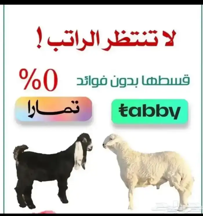 مختصون في الذبايح 2