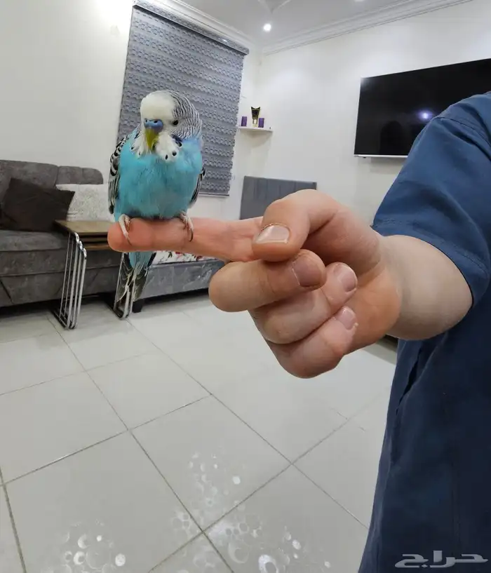 بادجي اليف هدد 0