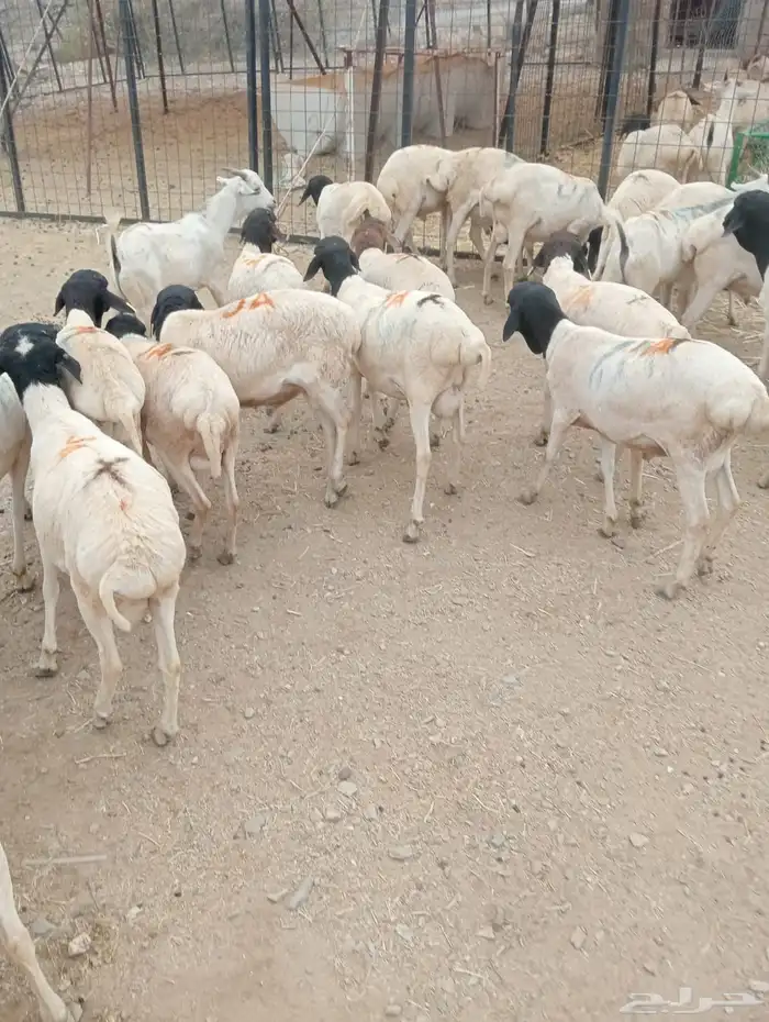 غنم برابر وتيوس تربيه ممتازه 2