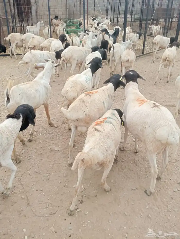 غنم برابر وتيوس تربيه ممتازه 1