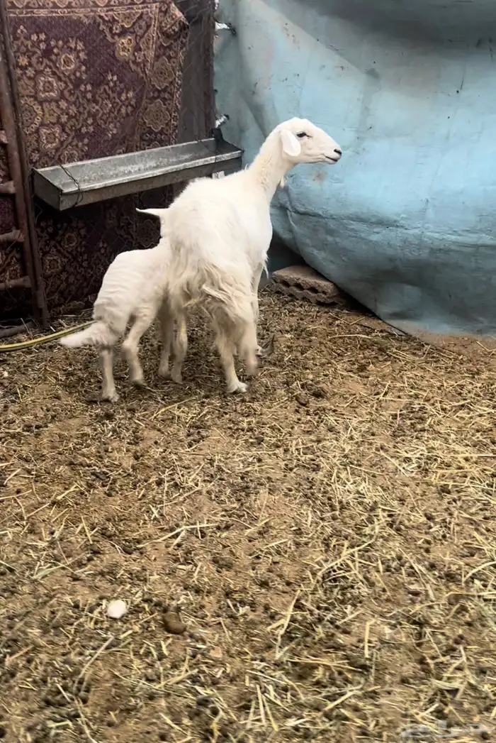 للبيع متبع حرشيه تحتها رخل روم وسلم مرويها وزود الصحة سليمه 0