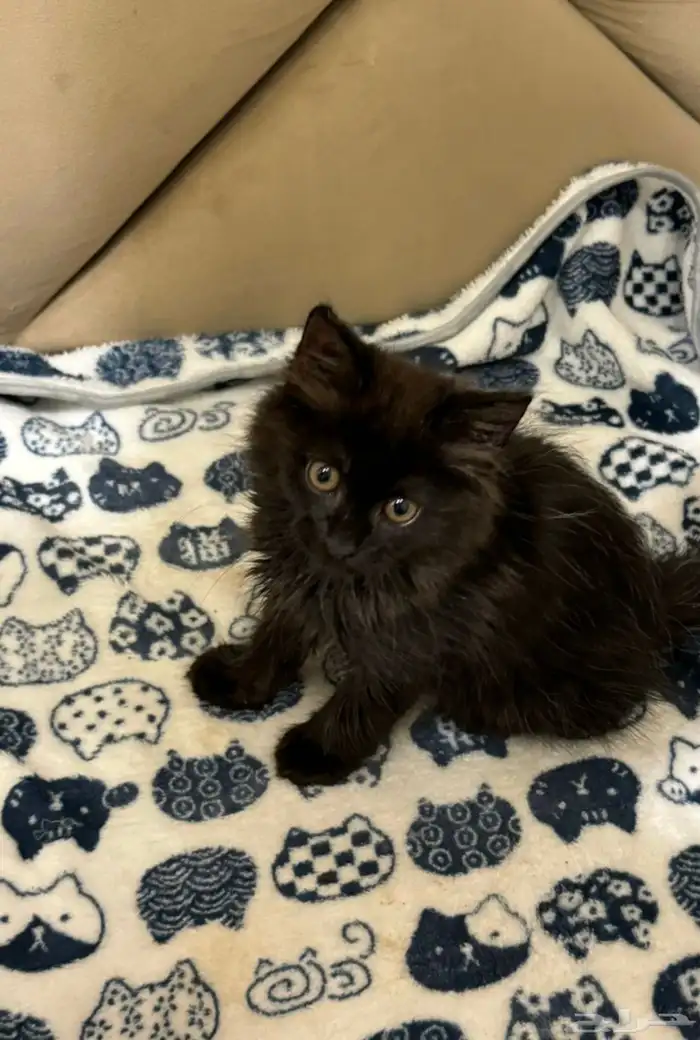 قط شيرازي اسود للتبني 1