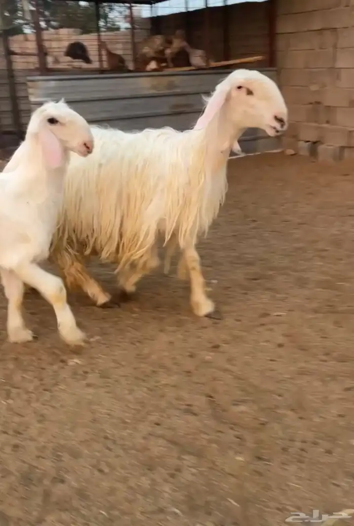 شاه عيسيه فاخره 1