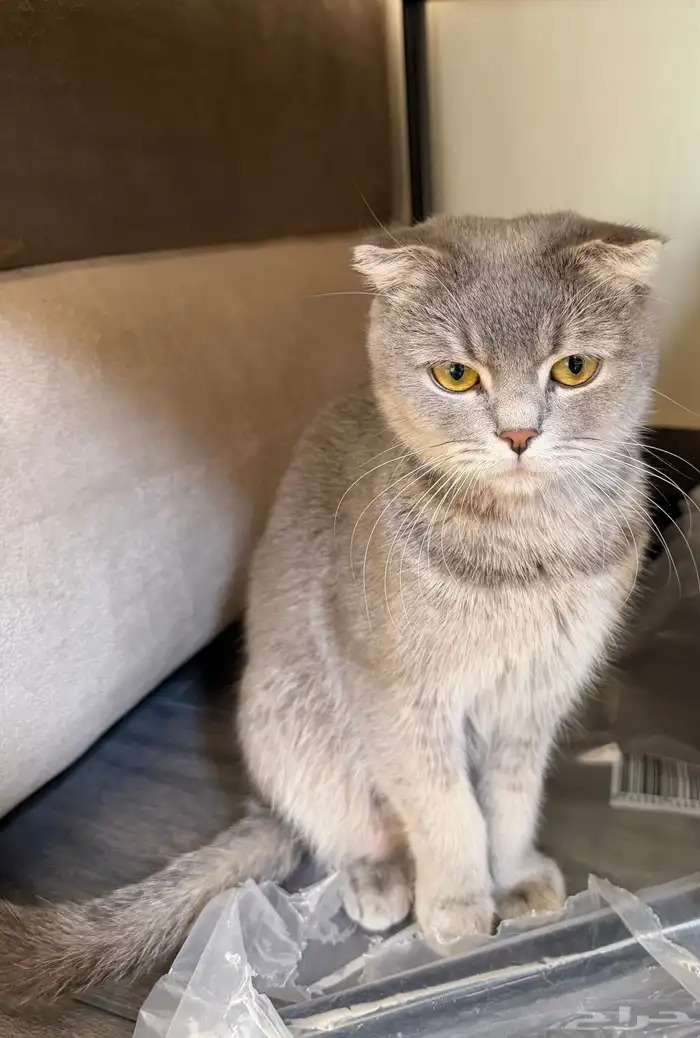 قط سكوتش فولد 2