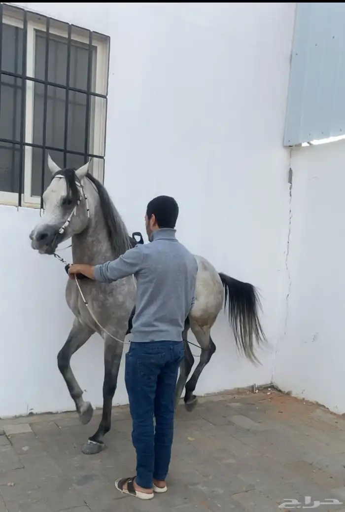 مربط السلطان 10