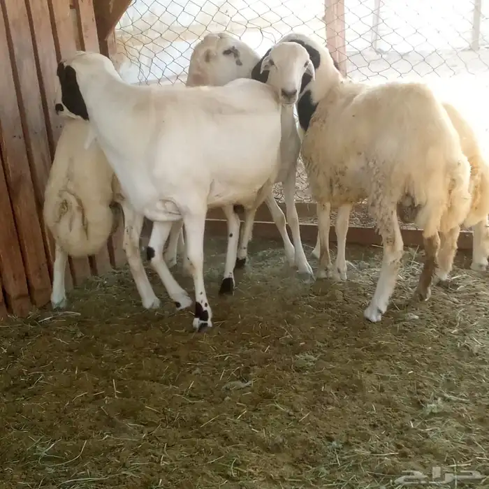 طليان رفد مشروكه بحري 3