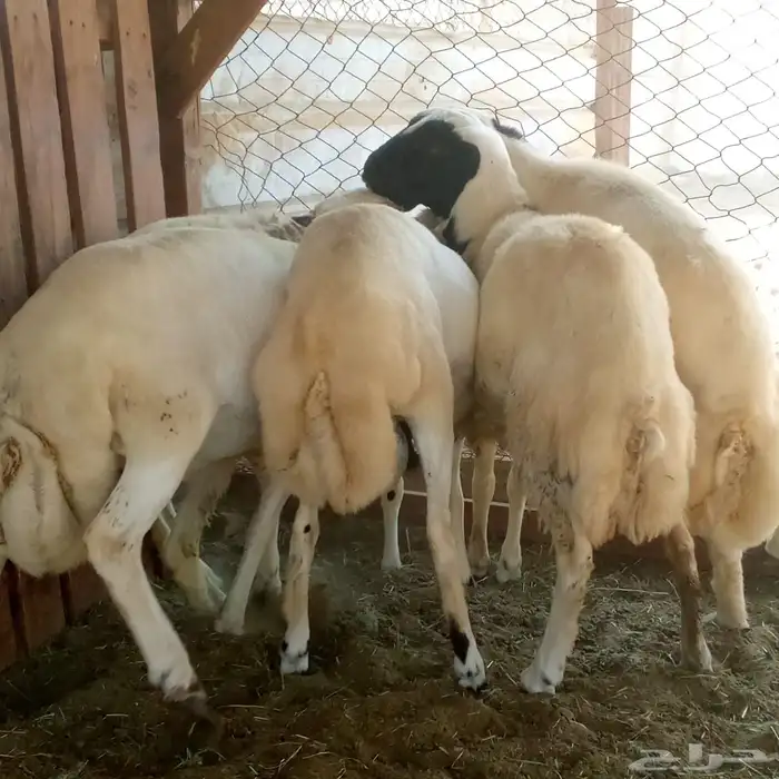 طليان رفد مشروكه بحري 1