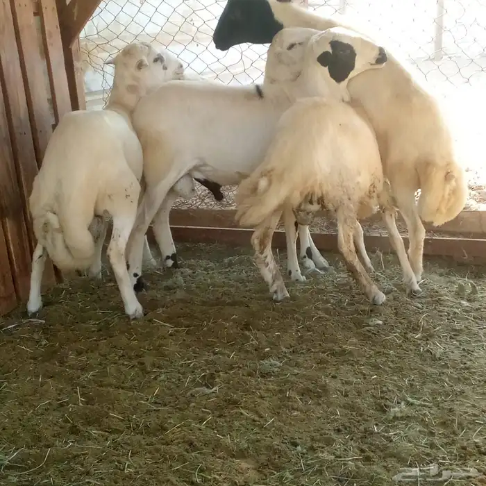 طليان رفد مشروكه بحري 0