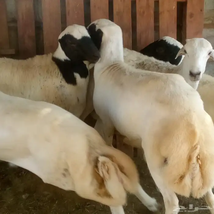 طليان رفد مشروكه بحري 4