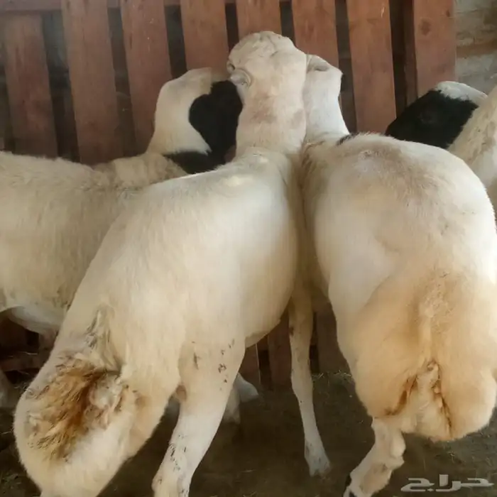 طليان رفد مشروكه بحري 6