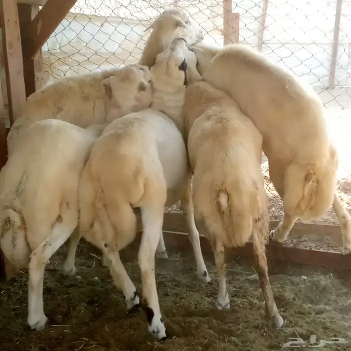 طليان رفد مشروكه بحري 5