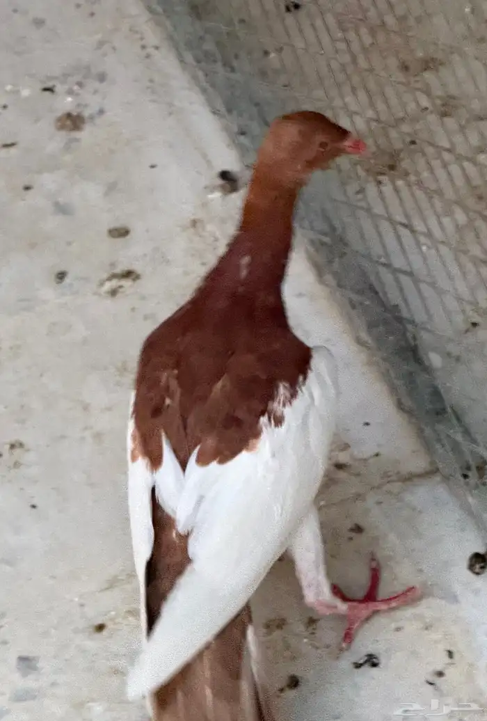 حمام يهودي 3