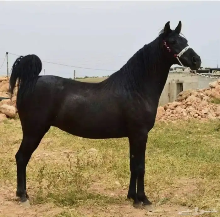 مطلوب فرس للبيع 0