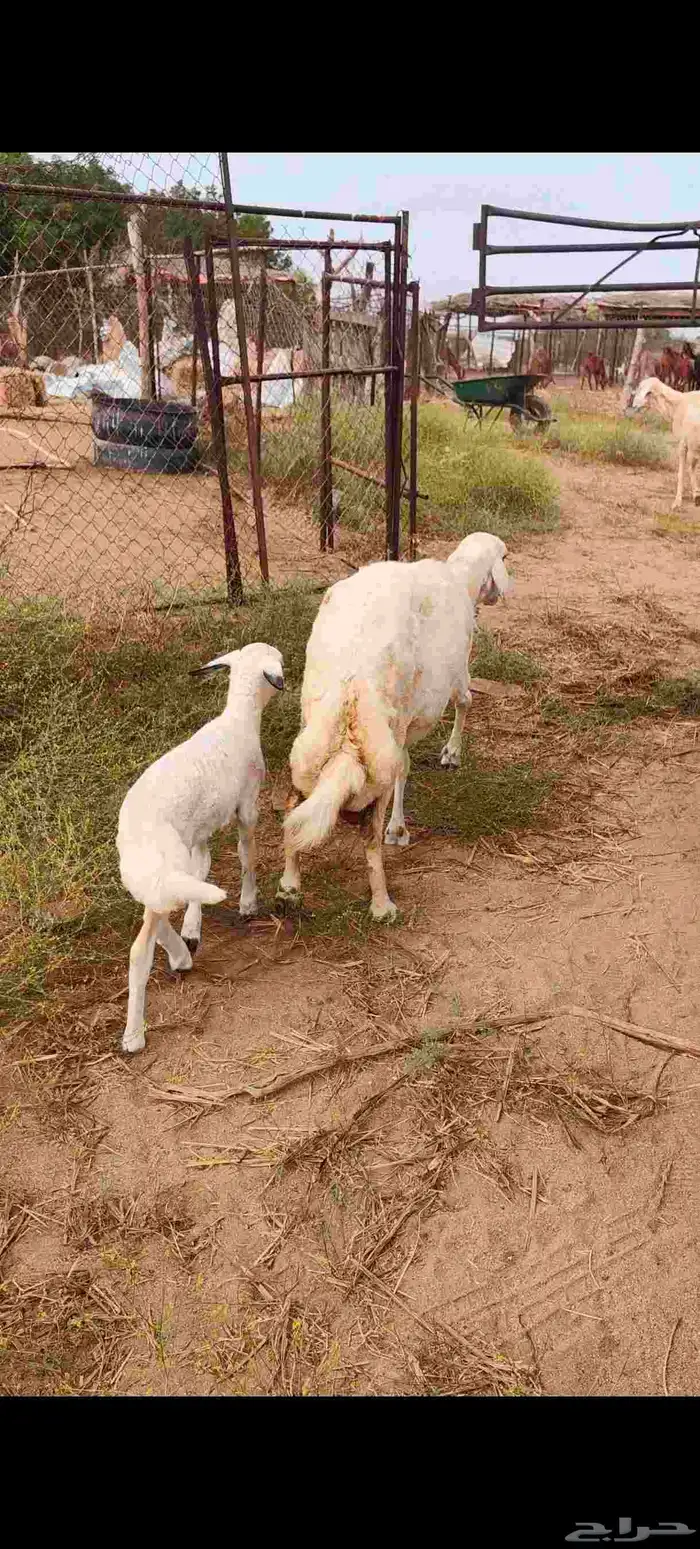 ضان مقاني ولد 0